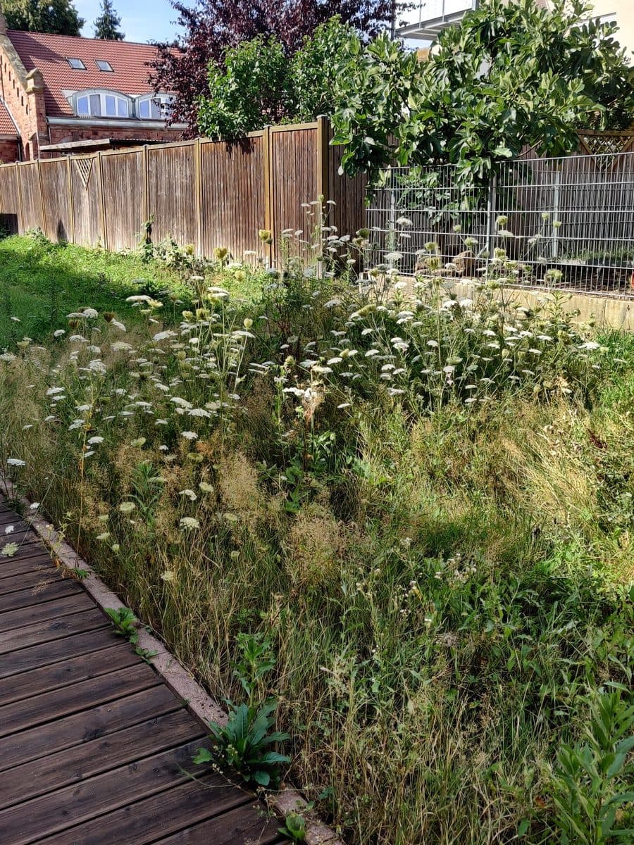 Verwilderter Garten vor der Neuanlage