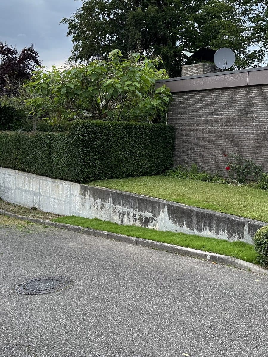 Dieselbe Hecke, gerade und kantig geschnitten