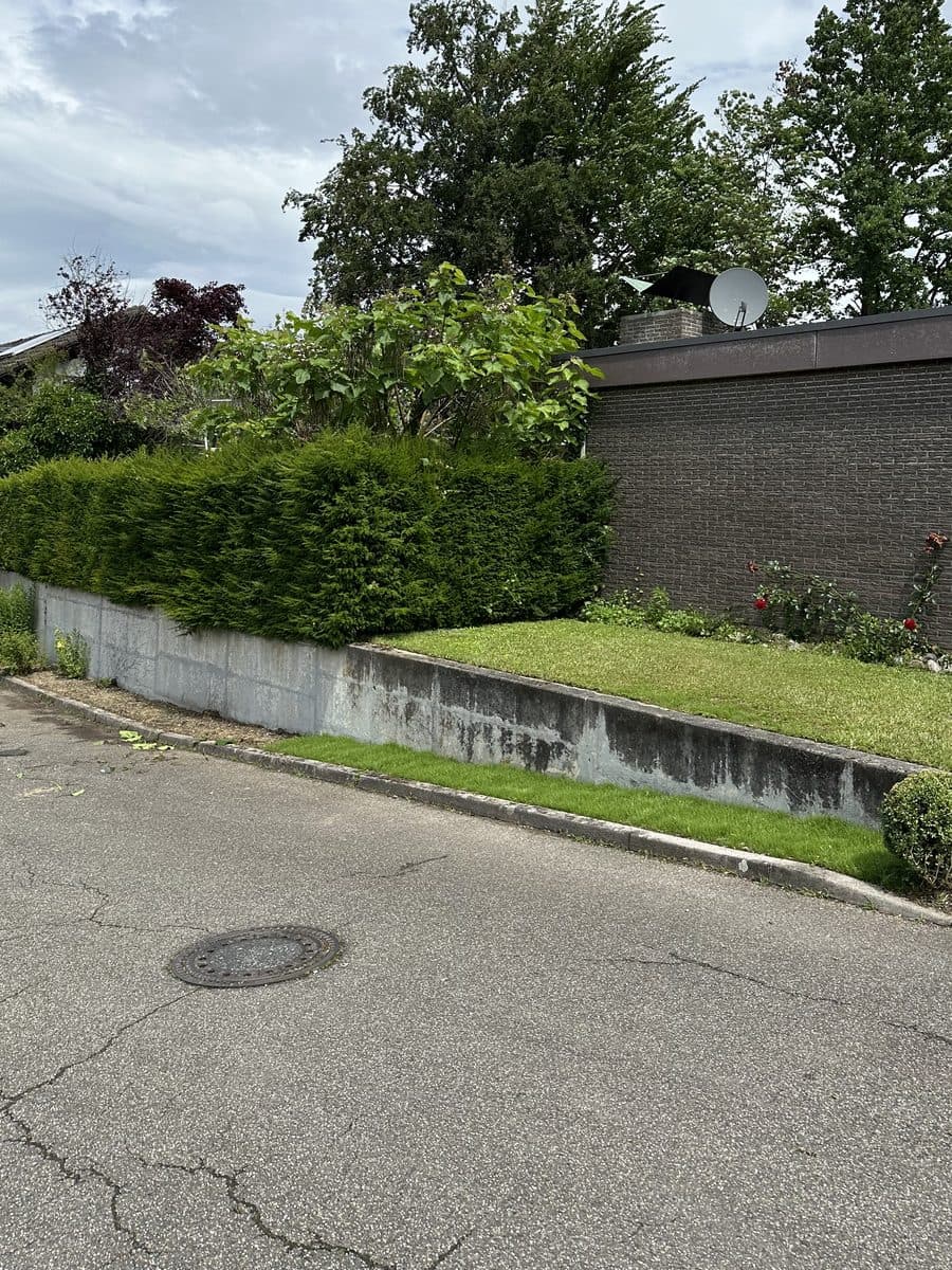 Ausgewachsene Hecke vor dem Schnitt